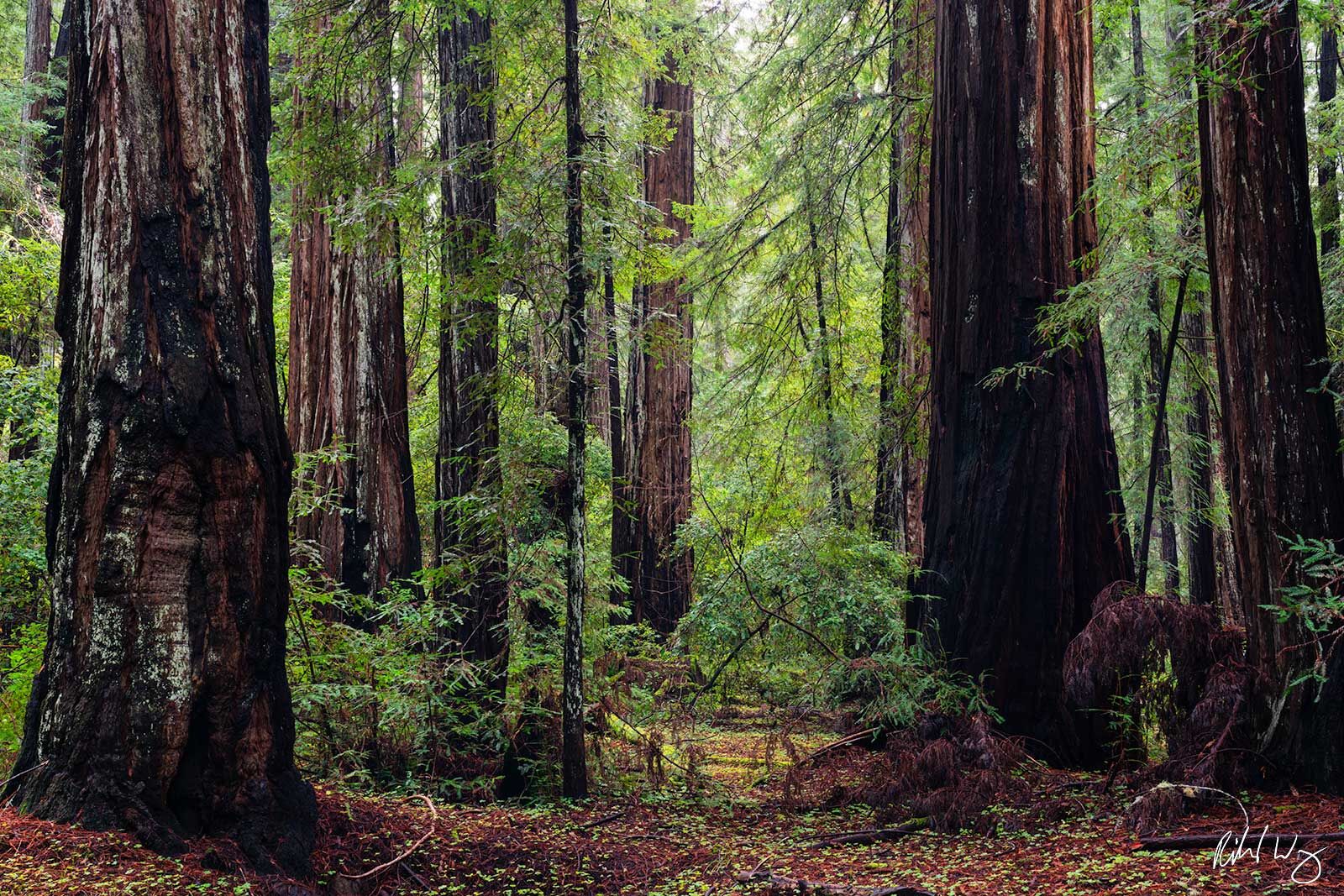 Coast redwoods towering at Armstrong Redwoods State Natural Reserve near Guerneville